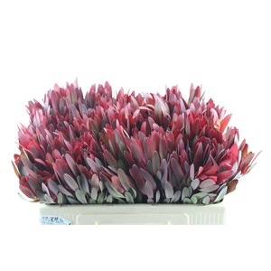 Leucad Saf Sunset Ex