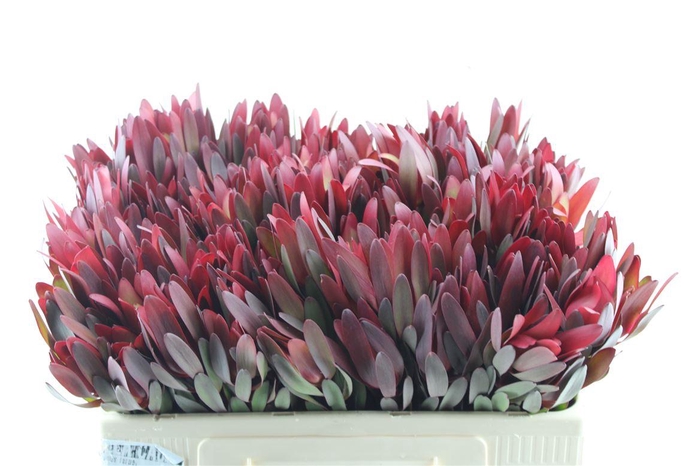 <h4>Leucad Saf Sunset Ex</h4>