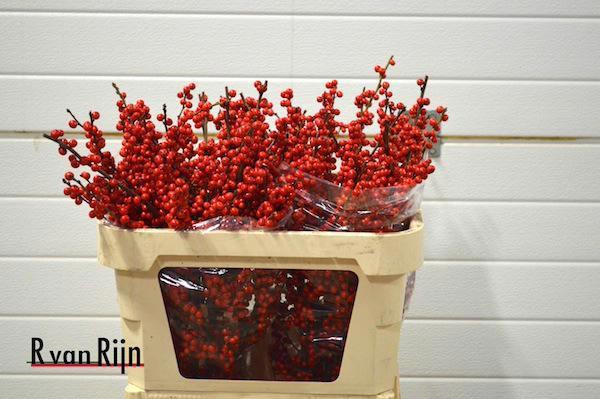 <h4>ILEX VE RODE BES</h4>