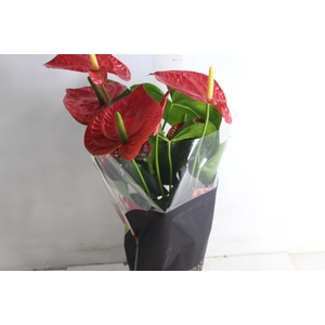 ANTHURIUM OREGON P19 VERMELHO PREMIUM
