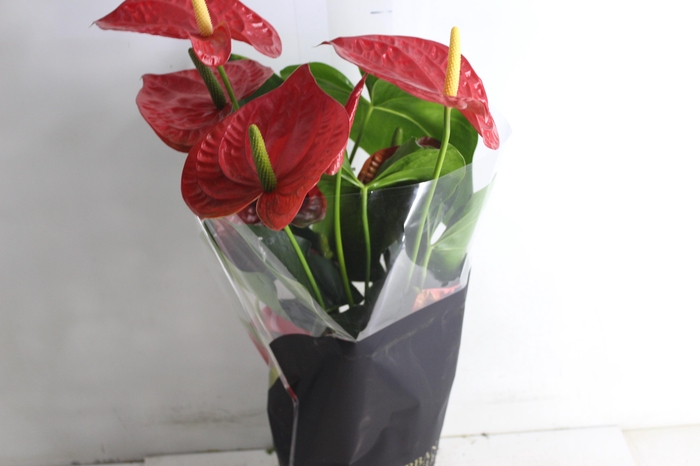 <h4>ANTHURIUM OREGON P19 VERMELHO PREMIUM</h4>