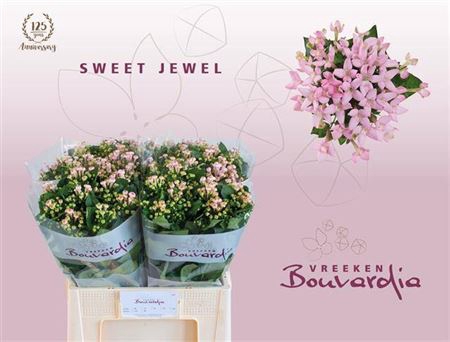 <h4>Bou En Sweet Jewel</h4>