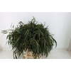 Euca Nicoly 300gr S A P Bunch