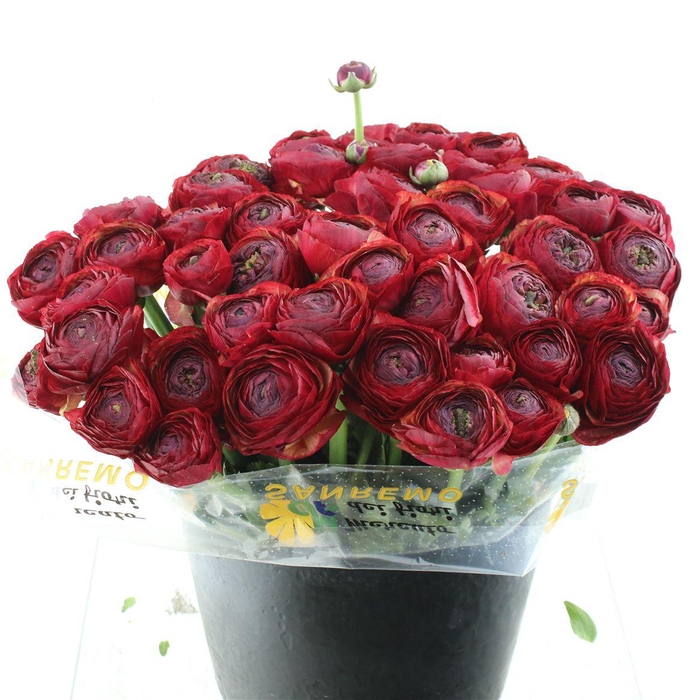 <h4>Ran Su Sr Spotlight Super</h4>