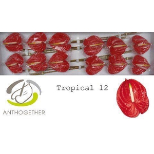 Anthurium Tropical