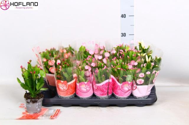 <h4>SCHLUMB GEM 3 KL</h4>