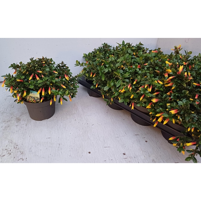 <h4>Jacobinia pauciflora</h4>