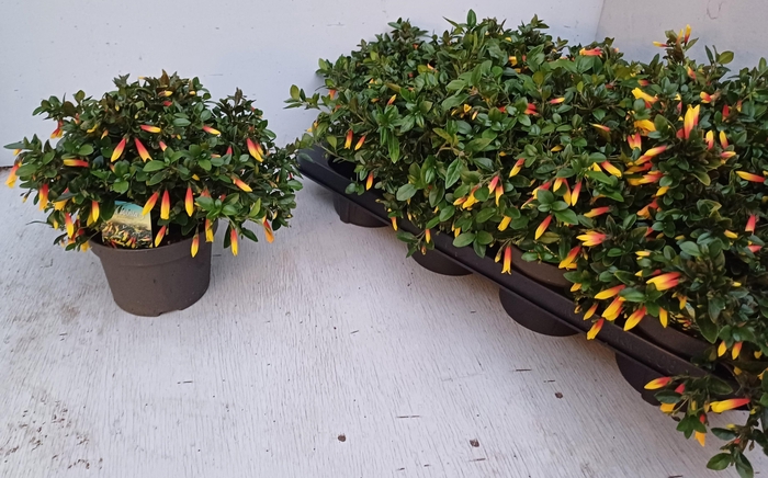 Jacobinia pauciflora