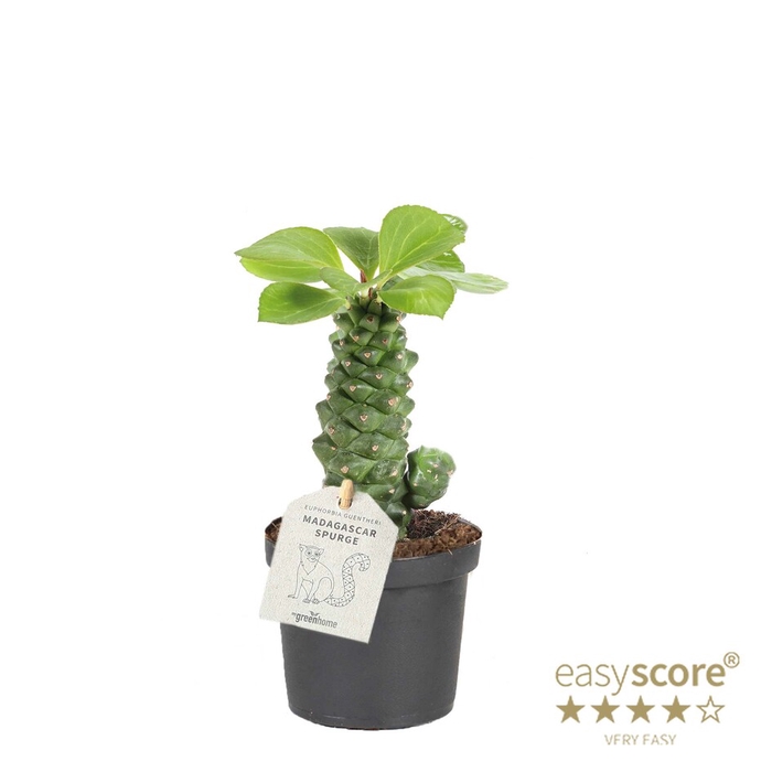 <h4>EUPHORBIA RITCHIEI P9</h4>