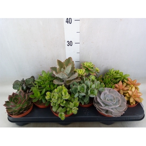 Succulents   ...mix 8