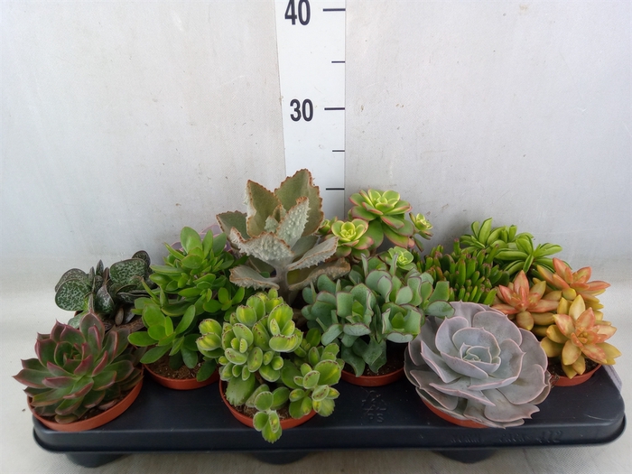 <h4>Succulents   ...mix 8</h4>