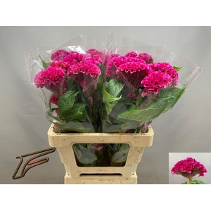 CEL C ROSE DELIGHT