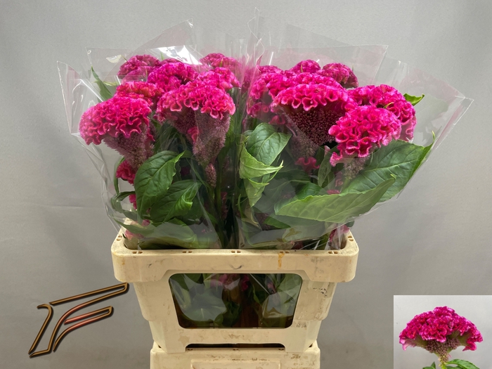 <h4>CEL C ROSE DELIGHT</h4>