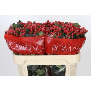 Hypericum True Romance