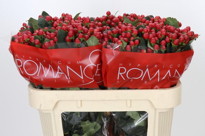 Hypericum True Romance