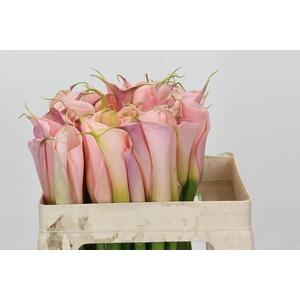 Zantedeschia Eydolls Pink