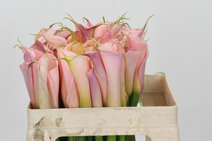 <h4>Zantedeschia Eydolls Pink</h4>