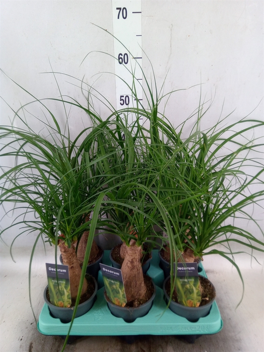 <h4>Beaucarnea recurvata</h4>