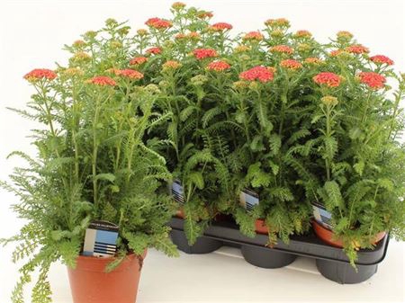 Achillea millefolium