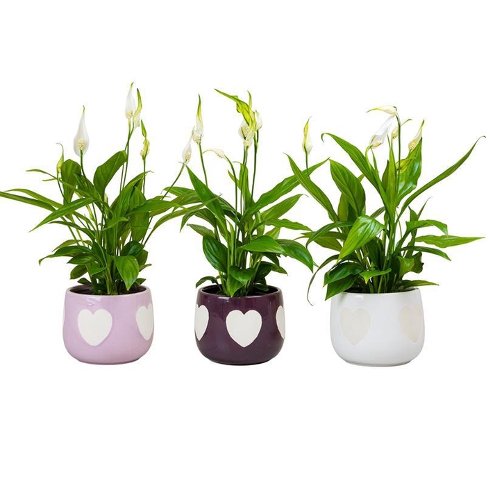 <h4>SPATHIPHYLLUM WALLISII</h4>