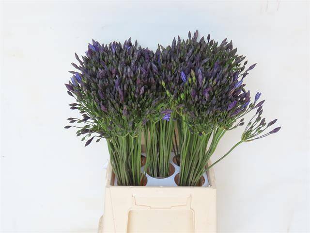 <h4>TRIT LAXA CORRINA</h4>