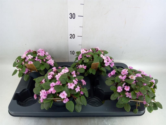 <h4>Saintpaulia   ...</h4>