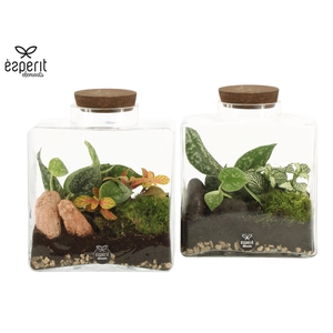 90889: Terrarium arrangement