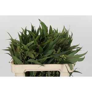 Kaaps Groen  Euc. Ambernuts