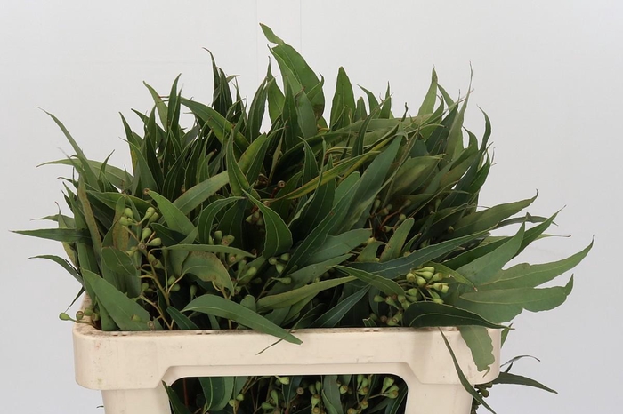 <h4>Kaaps Groen  Euc. Ambernuts</h4>