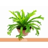 ASPLENIUM CRISSIE C21