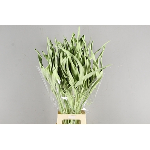 DF Strelitzia Leaf Mint Green