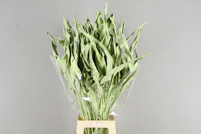 <h4>DF Strelitzia Leaf Mint Green</h4>