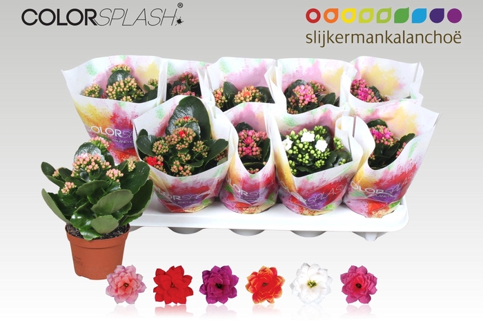 <h4>KAL GE GEM 6 KL</h4>