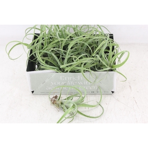 arr3 CP - Till. Curly bonsai x20