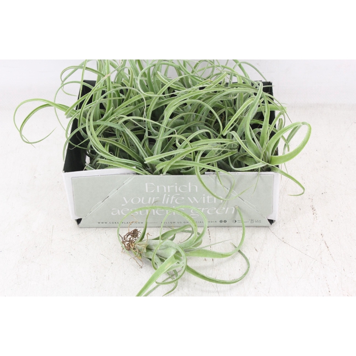 <h4>Arr3 Cp - Till. Curly Bonsai X20</h4>