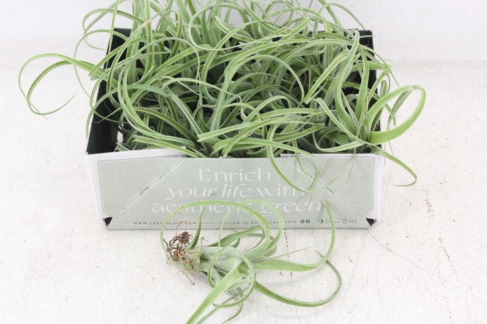 <h4>arr3 CP - Till. Curly bonsai x20</h4>