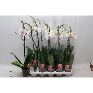 PHAL RED LIPS