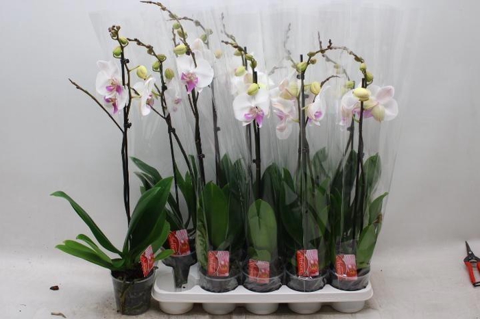 <h4>PHAL RED LIPS</h4>