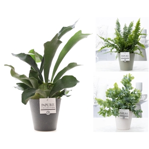 Varens gemengd in P&PURE Ruby ceramics ass.3