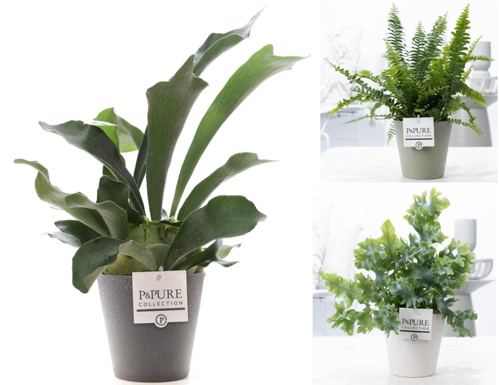 <h4>Varens gemengd in P&PURE Ruby ceramics ass.3</h4>