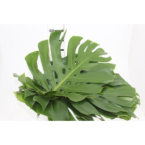 FOLH MONSTERA DELIC. 050 CM