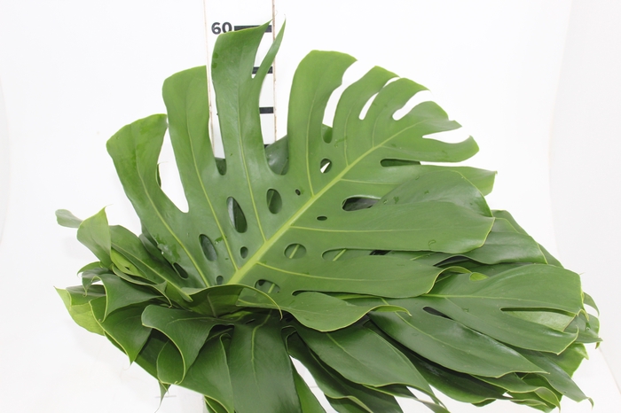 <h4>FOLH MONSTERA DELIC. 050 CM</h4>