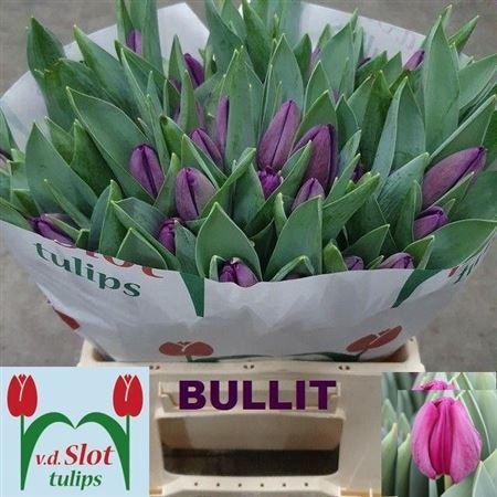 <h4>Tu En Bullit</h4>