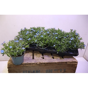 Glando Dif Heaven Bl