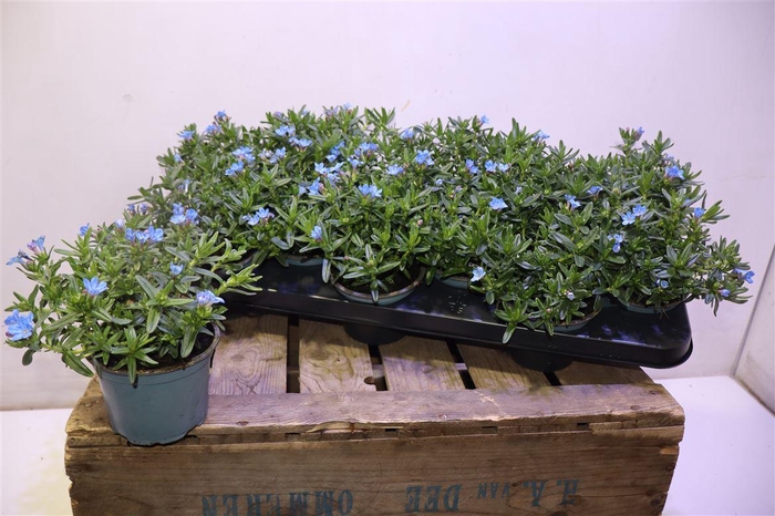 <h4>arr8 Glando Dif Heaven Bl</h4>