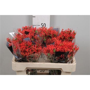 Jatropha P Firecrack