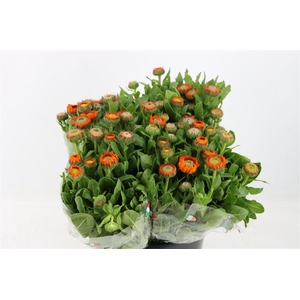 Calendula Orange
