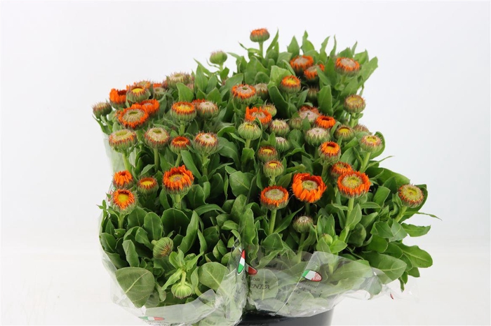 <h4>Calendula Orange</h4>