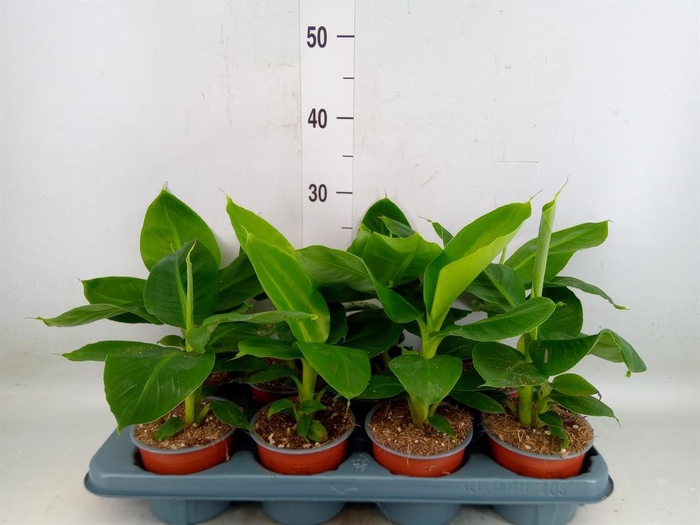 <h4>Musa  'Tropicana'</h4>