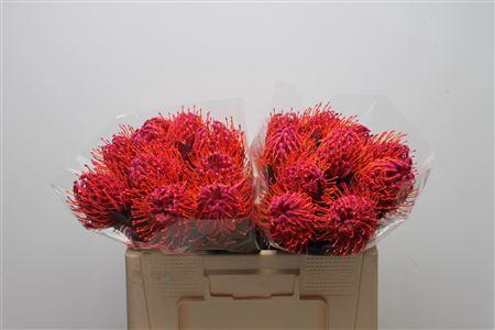 <h4>Leuco Klbh Erica</h4>